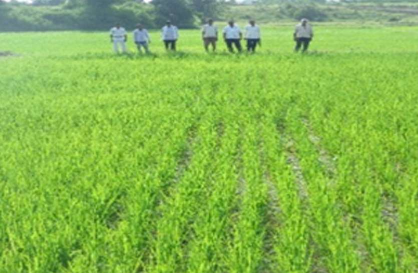 Farmer's information changed farmer Shivaprasad Singh's life खेत पाठशाला से मिली जानकारी ने कृषक शिवप्रसाद सिंह का बदल दिया जीवन
