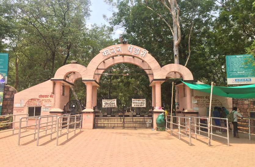 kanan pendari कानन पेण्डारी में नर तेंदुए ने मादा तेंदुए को उतारा मौत के घाट