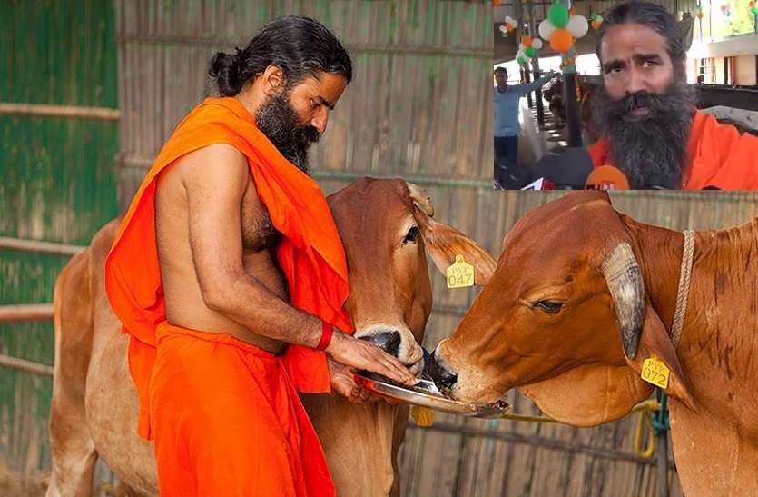 baba ram dev tell about his favourite cow and its benifir for income इस गाय को बाबा रामदेव जान से ज्यादा करते हैं प्रेम, कीमत 2 से 10 लाख, बताया कैसे कमा सकते हैं आप लाखों