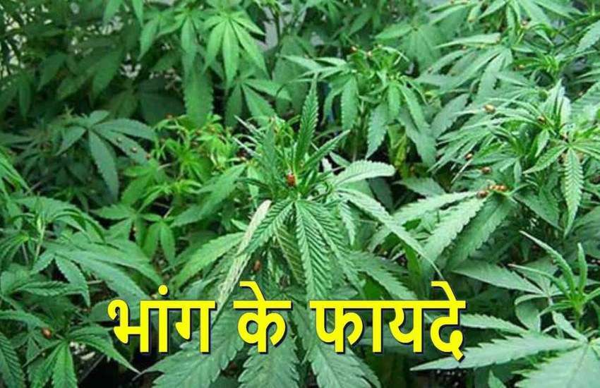 Amazing Health Benefit Of Hemp Or Bhang - भांग खाने के ये फायदे जानकर ...