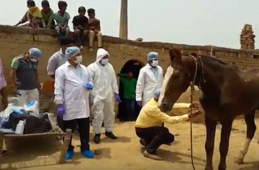 horse यूपी के इस जिले में फैला ऐसी बीमारी का आतंक कि दहशत में आ गया जिला प्रशासन