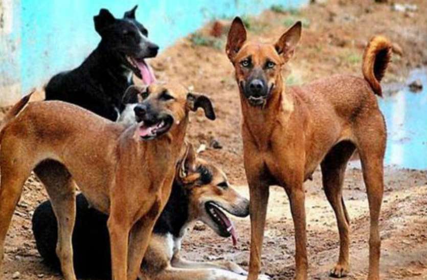 Dog attacks सीतापुर ही नहीं, पूरे यूपी के कुत्ते हो सकते हैं नरभक्षी, जानिए क्या है कारण