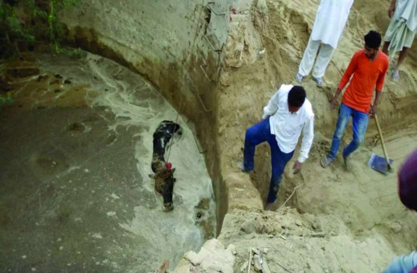bull fell down Video: जैतसर के गांव चार एलसी की घटना, पानी से भरी डिग्गी में गिरा सांड