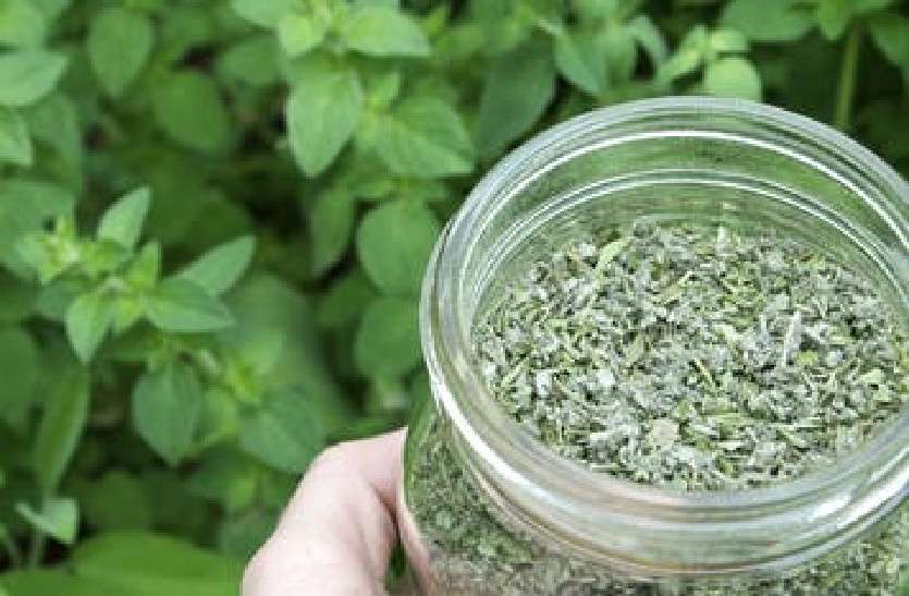 health ओरिगेनो को डाइट में शामिल करने के फायदे