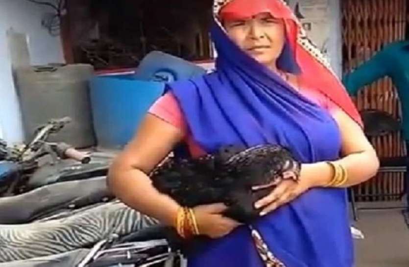 murder,threat to life,hen news,postmartem,Police case. Police,hen murder, मुर्गी की हत्या के बाद आरोपी पड़ोसी फरार, पोस्टमार्टम रिपोर्ट में हुआ चौंकाने वाला खुलासा