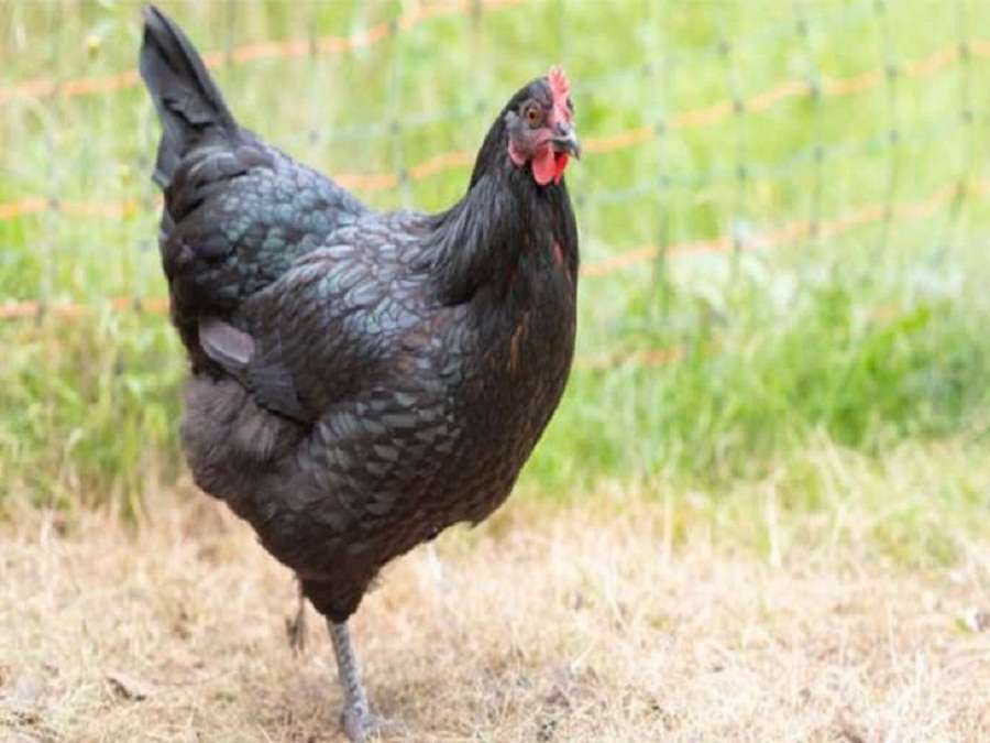 murder,threat to life,hen news,postmartem,Police case. Police,hen murder,
