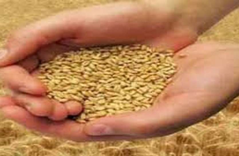 patrika 14 हजार से अधिक किसानों से खरीदा 817 मैट्रिक टन गेहूं