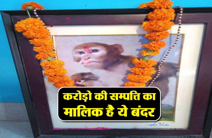 raebareli करोड़ों की संपत्ति का मालिक है ये बंदर, रहता था एसी रूम में, फिर हुआ कुछ ऐसा कि...
