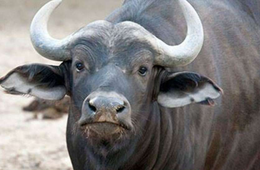 Buffalo अपनी भैंस को रखें जरा संभाल कर, सक्रिय हुआ ये गैंग