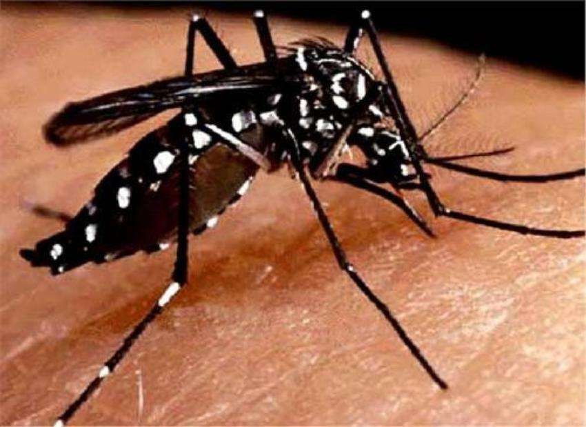 गजब: अब केवल 5 रुपए में भरें मच्छर मारने की रिफिल