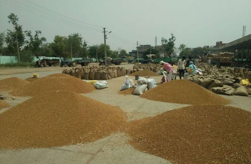 The highest number of mustard in this market राजस्थान की इस मंडी में सरसों की आवक सर्वाधिक, सरकारी गोदामों में भी भरी सरसों