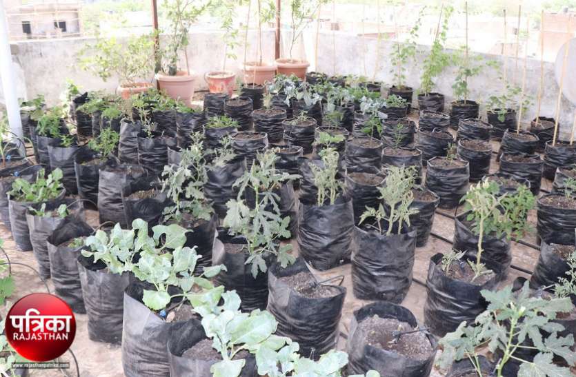 banswara पौध संरक्षण दिवस : घर की छतों पर बढ़ा बागवानी का चलन, मिल रही सेहत से भरपूर फल-सब्जियां, खिल रहे फूल