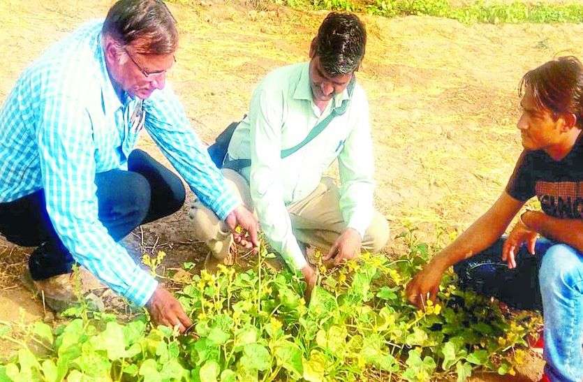 रोग को देखते कृषि अधिकारी। सब्जियों में बढ़ रहा कीट एवं रोगों का प्रकोप ,किसानों ने की उद्यान एवं कृषि अधिकारियों को शिकायत