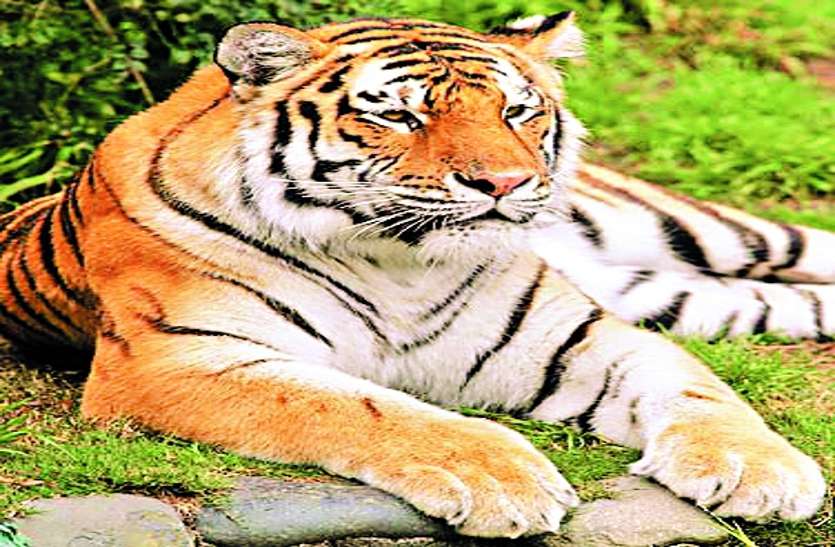 MP tigers एमपी के बाघों को ओडिशा भेजने में अनुमति का पेंच