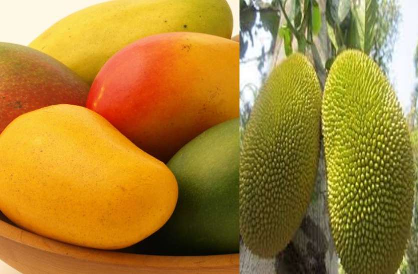 आम तथा कटहल मेला लालबाग में 20 दिन तक चलेगा आम-कटहल मेला