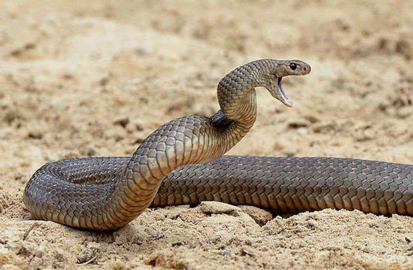 Jaisalmer patrika JAISALMER NEWS- रेगिस्तान में बिल से बाहर निकले नागराज उगल रहे जहर मचा आतंक