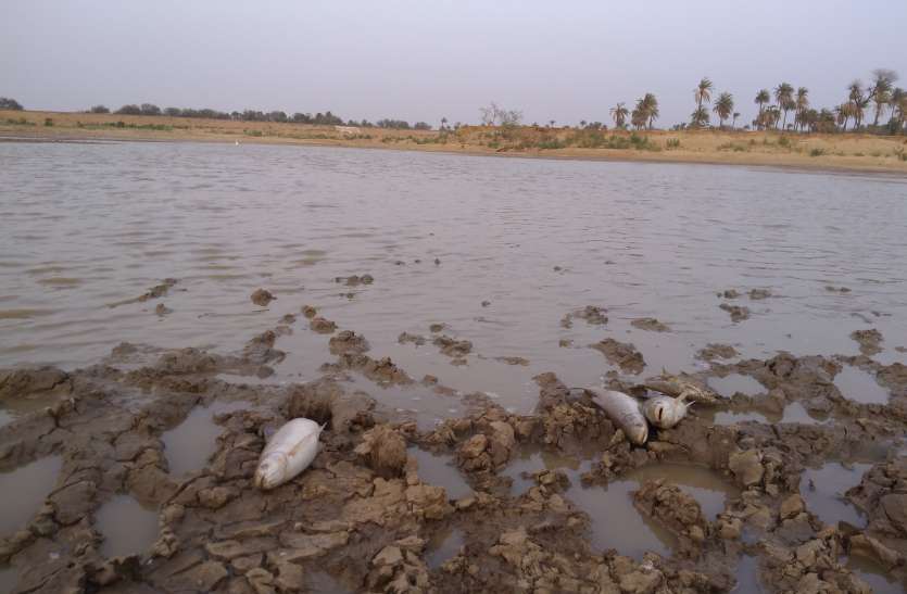 fishes death भीषण गर्मी से हो रही जलपरियों की मौत!