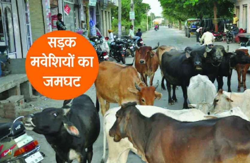 Rajsamand,Rajsamand news,Rajsamand Hindi news,Rajsamand local news,rajsamand latest news,rajsamand latest hindi news rajsamand,rajsamand latest hindi news,Latest News rajsamand,Latest hindi news rajsamand, आम सडक़ पर मवेशियों का जमघट, वाहन चालकों और राहगीरों का चलना मुश्किल