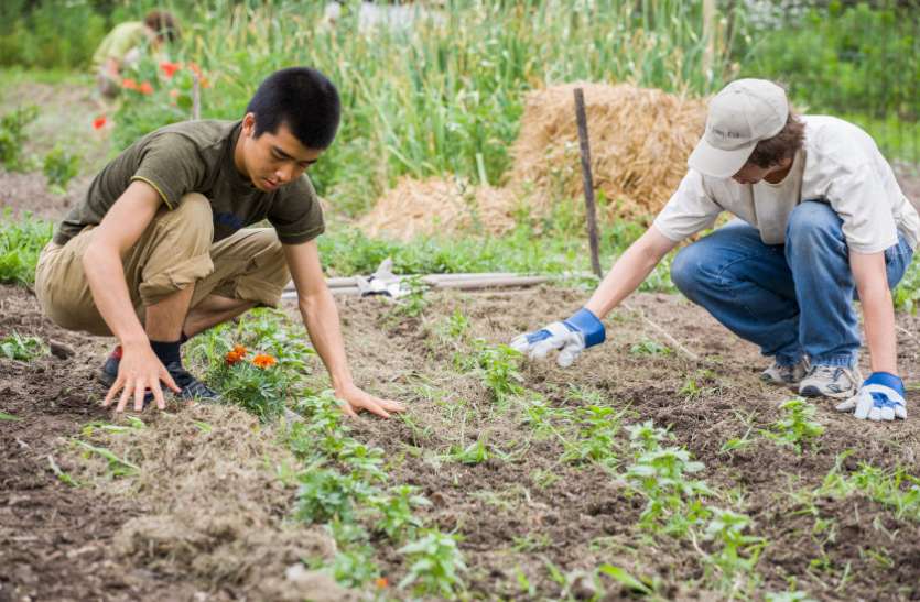 agriculture,Education News,admit card,Exam Tips,career courses,education tips in hindi, ICAR Agriculture Course exams 2018 - एडमिशन के लिए यहां देखे पूरी जानकारी