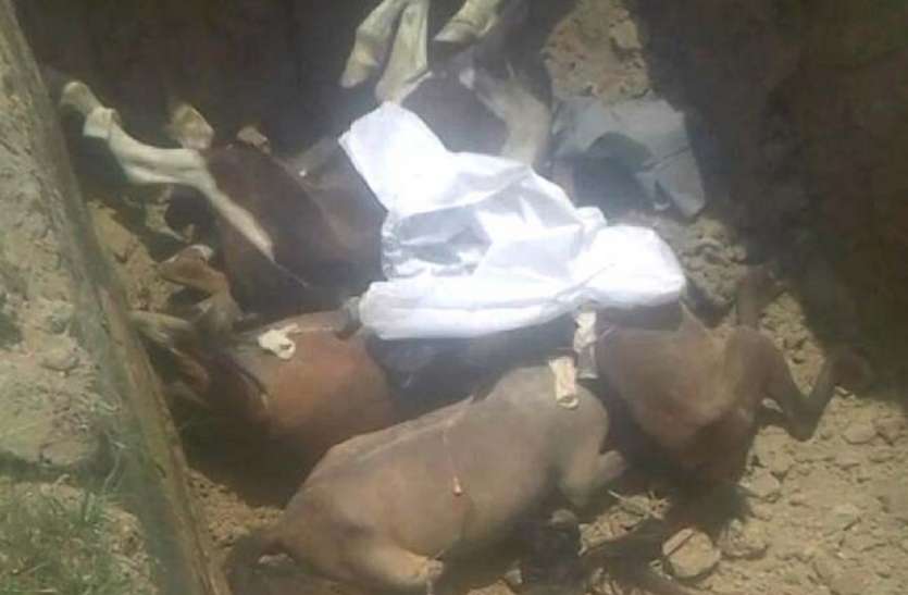 Glanders Disease suffering Horse आजमगढ़ पहुंची खतरनाक बीमारी ग्लैंडर्स, डॉक्टरों ने इंजेक्शन से 5 घोड़े मारे