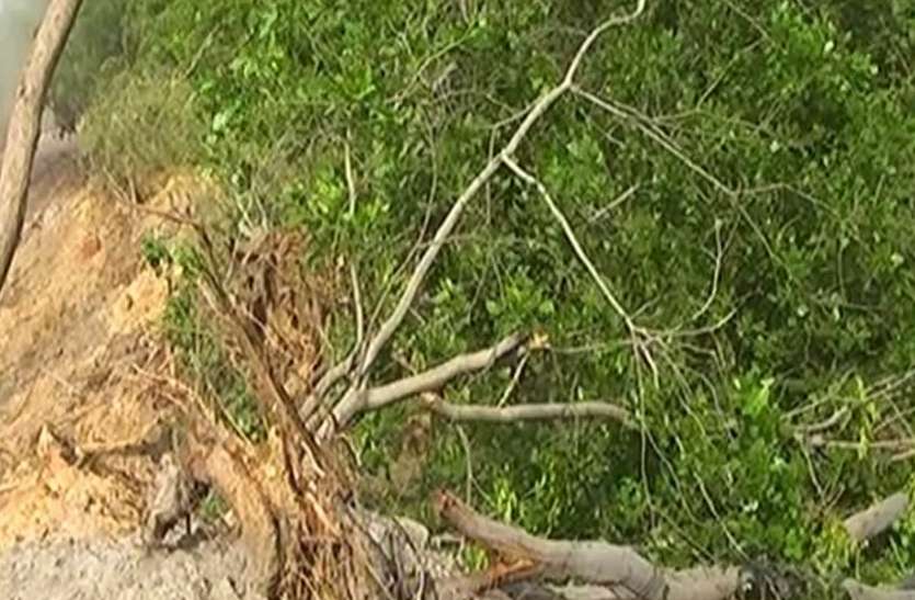 बिना अनुमति 57 पेड़ों की अवैध कटाई का मामला Big Breaking : कलक्टर का फरमान ठेकेदार से 14 लाख रुपए वसूल कर सरकारी खाते में जमा करे एसईसीएल