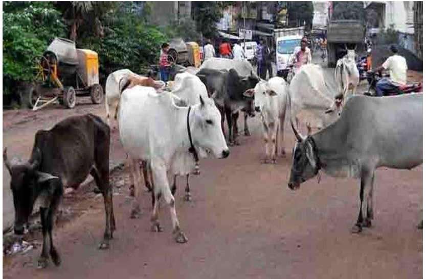 Fines against animals leaving on roads in bhilwara राजस्थान के इस शहर में बढ़ रहे हादसों को देखते हुए नगर परिषद ने लिया यह निर्णय, साथ ही दी कड़ी चेतावनी