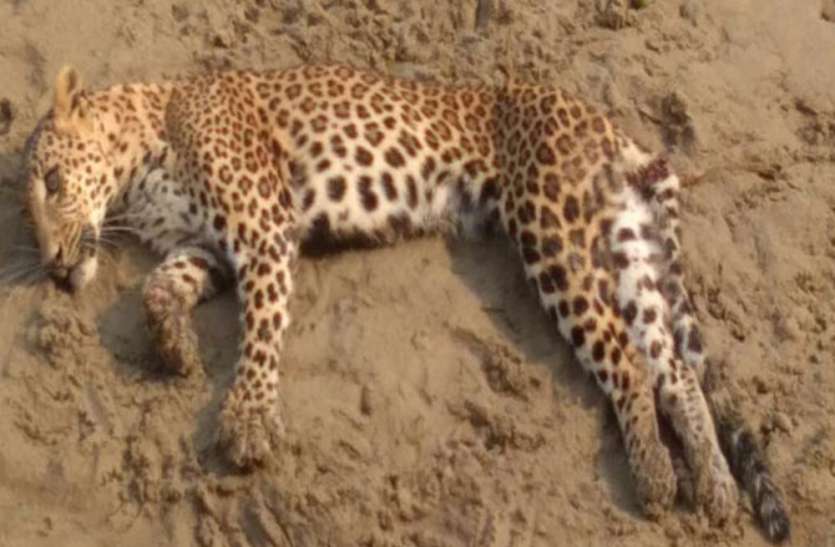 balrampur पहाड़ी नाला में घायल अवस्था में मिला तेंदुआ, कमर की हड्डी टूटी, गांव में मचा हड़कम्प