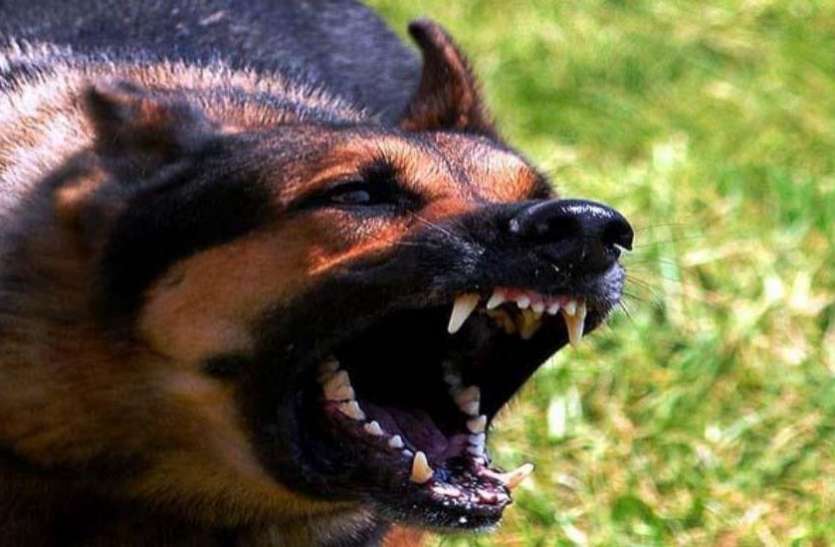 Dog आवारा कुत्तों की अस्पताल में एंट्री बैन करने पर पीएम मोदी की इस मंत्री से सीएमएस को मिली धमकियां