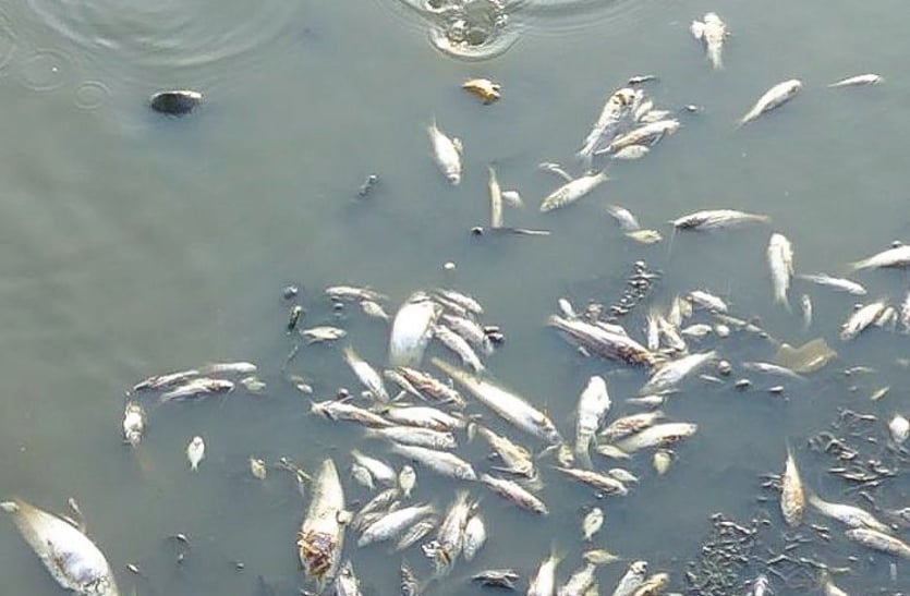 fish death in water