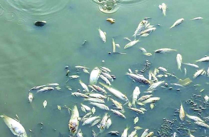 fish death in water मछलियां मरी तो पानी का रंग देखकर मुंह से निकली आह!