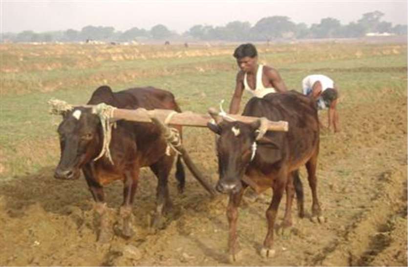 patrika मौसम में बदलाव को लेकर कृषि विभाग की हिदायत, रिकॉर्ड तोड़ तापमान में खेतों को तैयार नहीं करें....