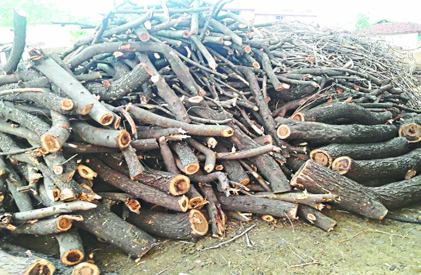 ,Illegal cutting of trees, पेड़ों पर चला रहे आरियां, रोक पाने में वन विभाग नाकाम