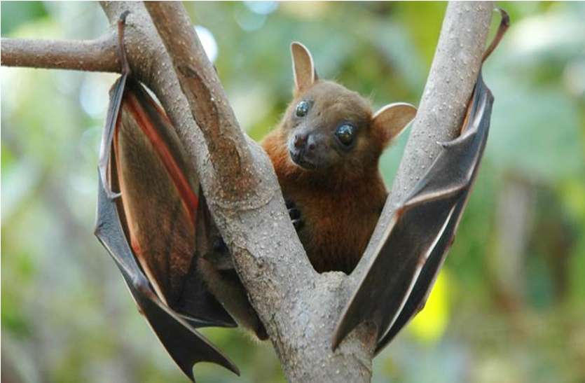 nipah virus देशभर में ले चुका है 11 जाने, अब निपाह वायरस के टारगेट पर आया ये राज्य