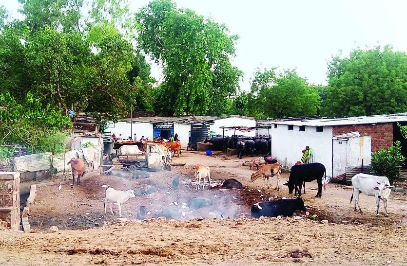 animals पांच मामलों में राजधानी भोपाल अब भी अस्वच्छ.. देखें क्या है ये!