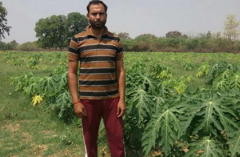 Hitech farming: Retire army man plant papaya farming, now earn income रिटायर्ड फौजी ने पपीते की खेती में लगाई थोड़ी सी पूंजी, अब मिलेगा कई गुना मुनाफा