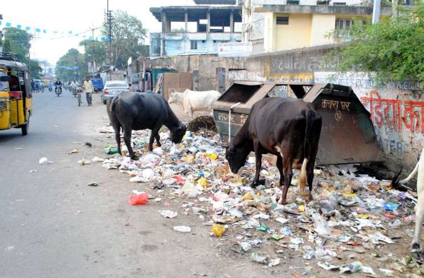 jaipur city पॉलीथिन के खिलाफ नगर निगम की मुहिम सुस्त