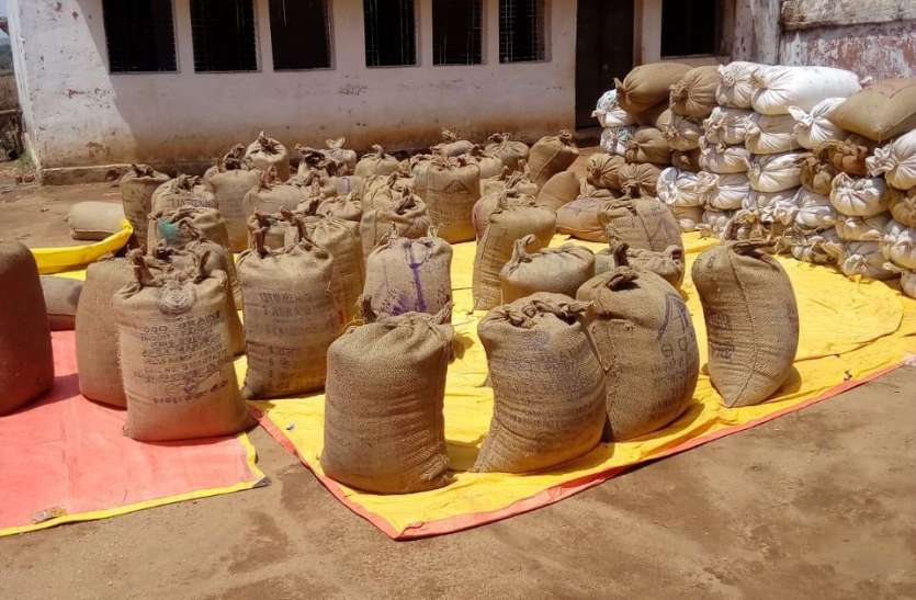 Support Price: Wheat procurement not being made for six days in sidhi समर्थन मूल्य: छह दिन से नहीं हो पा रही गेहूं खरीदी, आखिर किस वजह से बैरंग लौट रहे किसान