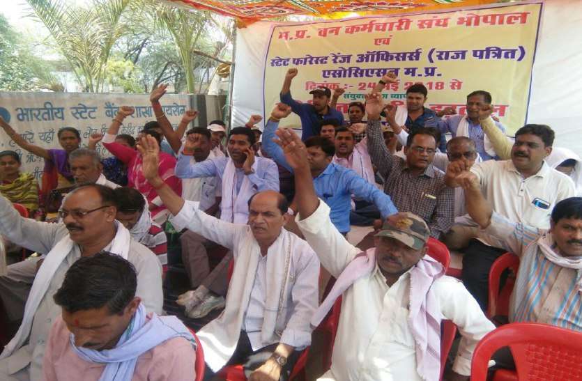 forest officers, patrika news, raisen news, raisen bhopal, bhopal mp, strike, strike in raisen, वन कर्मचारी अधिकारी जंगलों की सुरक्षा को लेकर अनिश्चितकालीन हड़ताल पर
