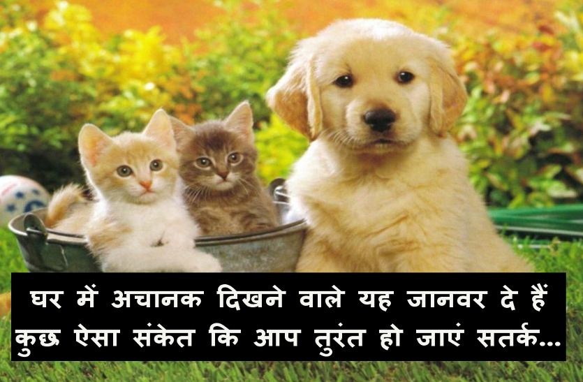 Animals Gives Positive And Negative Signs To You घर म अच नक द खन व ल य ज नवर द त ह क छ ऐस स क त क आप त र त ह ज ए सतर क Patrika News