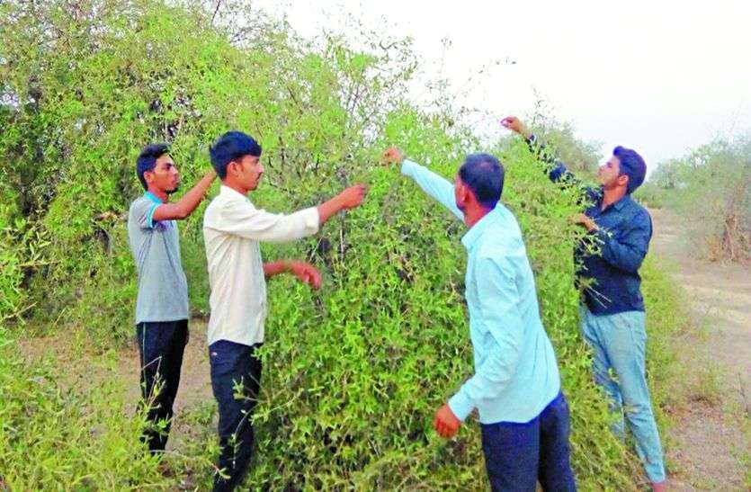 Peel Fruit In Jhunjhunu Rajasthan ध र म उपज र जस थ न म व इसक म ठ स क ह हर क ई द व न आप भ इसक ग ण ज नकर ह ज ए ग ह र न Patrika News