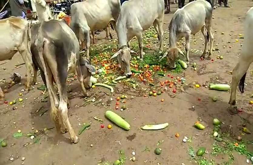 kisaan protest , kisaan andolan, ashoknagar news, ashoknagar patrika, patrika news, patrika bhopal, bhopal mp, किसानों ने सड़क पर फेंकी सब्जियां, मवेशियों को खिलाई