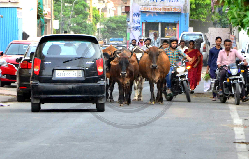 सांड शहर में सड़क पर 2 सांड फिर भिड़े, वहां से गुजर रही महिला को टक्कर लगी तो दूर जा गिरी; वे दोनों मस्ती से लड़ते हुए निकल गए