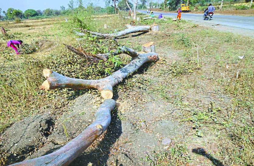 Environment विश्व पर्यावरण दिवस : देखरेख के अभाव में चढ़ रही हजारों पेड़ों की बलि