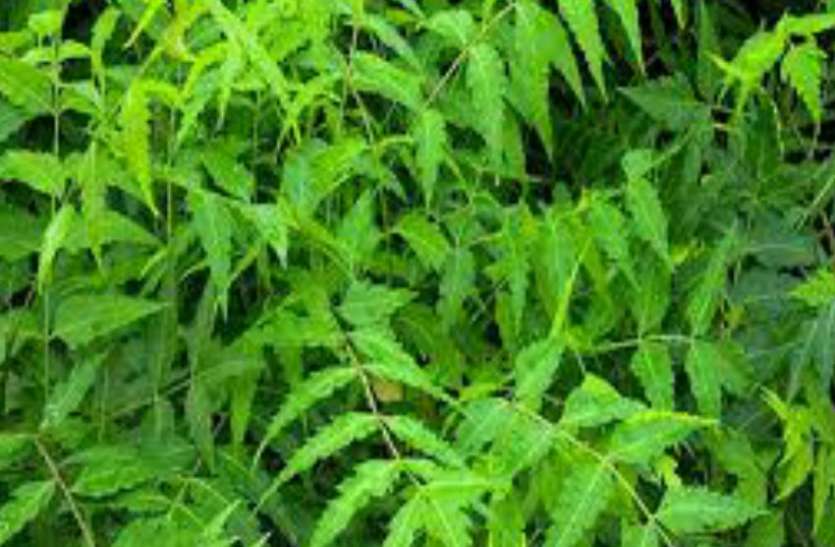 neem नीम की दातुन को लेकर हुआ कुछ ऐसा, कि चार लोग पहुंच गए अस्पताल, जानिए क्या है मामला