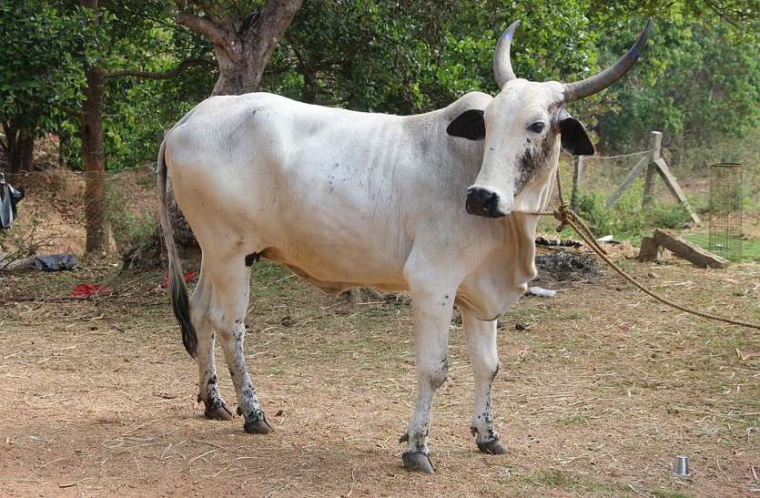 Bursting Bombs In The Mouth Of Bull After The Dog - क्या हो रहा है इस नगर  में : कुत्ते के बाद बैल के मुंह में फटा बम, पढि़ए पूरी खबर | Patrika News