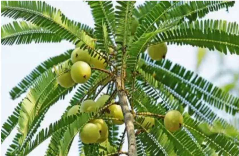 tree
