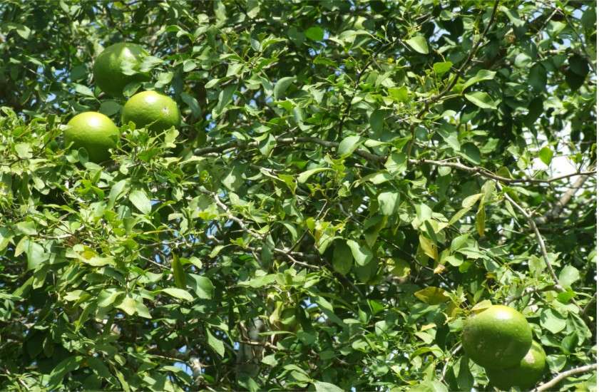 tree