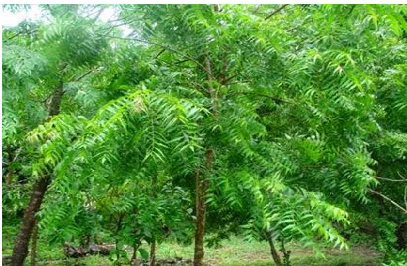 tree