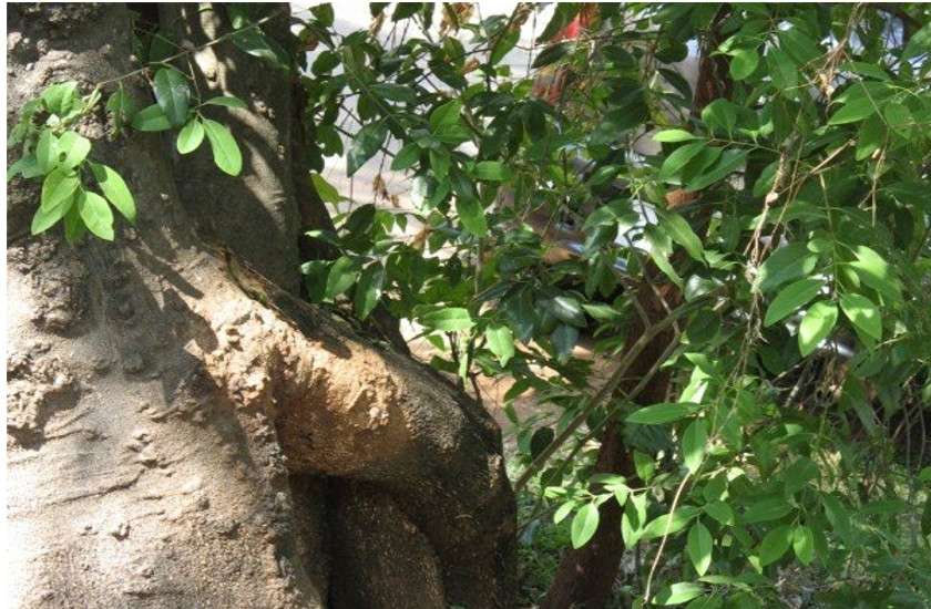 tree