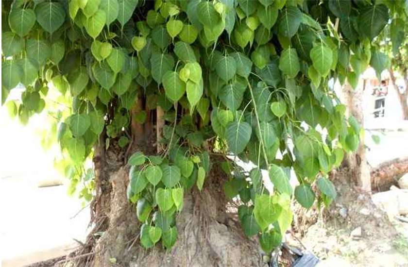 tree